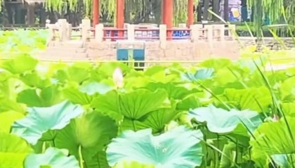 青岛中山公园一凉亭突然倒塌:一年前刚完成修缮,园方称无伤亡原因待查