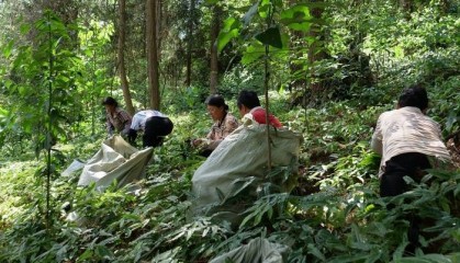 工行铜仁分行:引绿色金融“活水” 润泽林下经济好前景