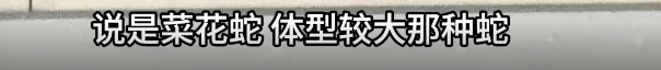 家中进蛇，上海女子吓到“跳舞”，丈夫拿纸巾就冲了过去！还有人在办公室发现1米长蛇蜕